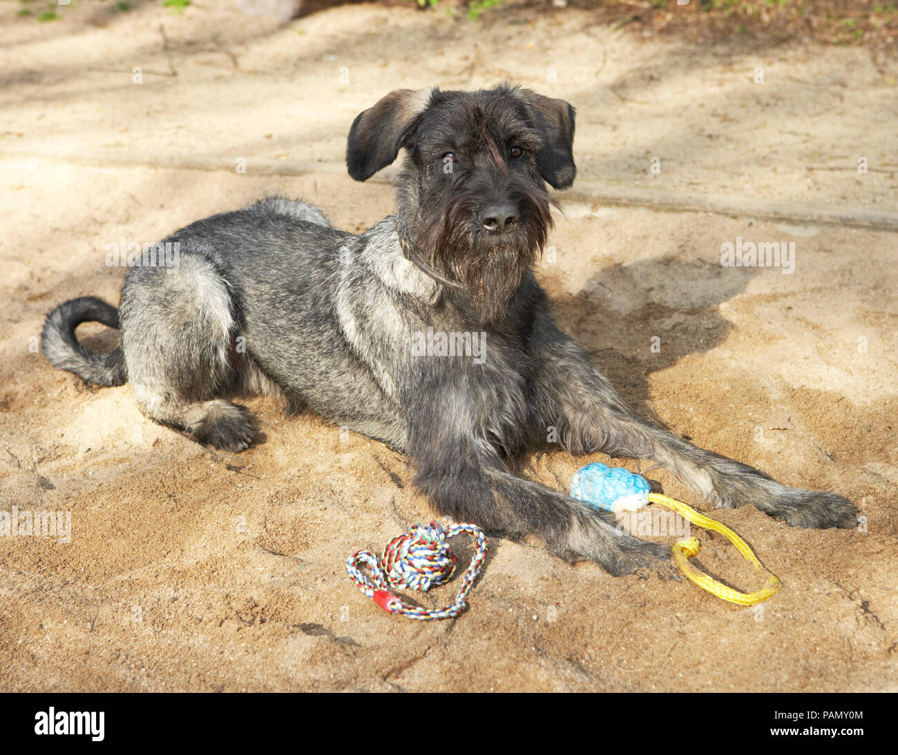 Giant Schnauzer. Erwachsener Hund liegend in einem Sandkasten. Deutschland Stockfoto