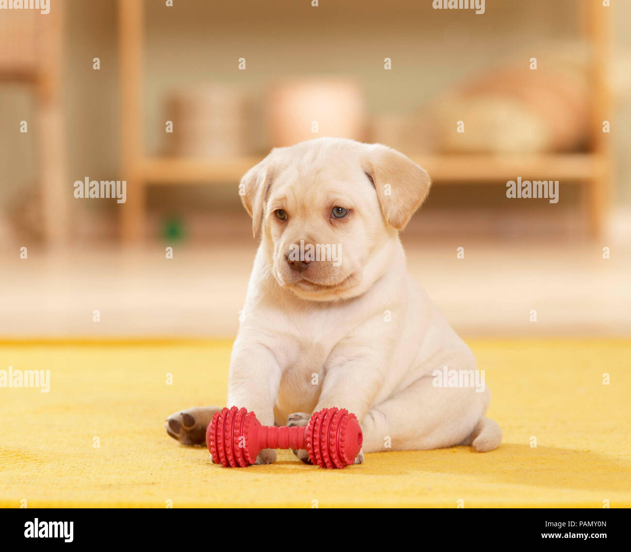 Labrador Retriever. Welpe (6 Wochen alt) sitzt neben dem roten Spielzeug Knochen. Deutschland Stockfoto