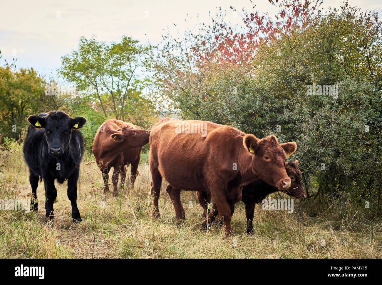 Deutsch Angus Rinder. Kühe und Kälber auf der Weide, im Herbst. Deutschland Stockfoto