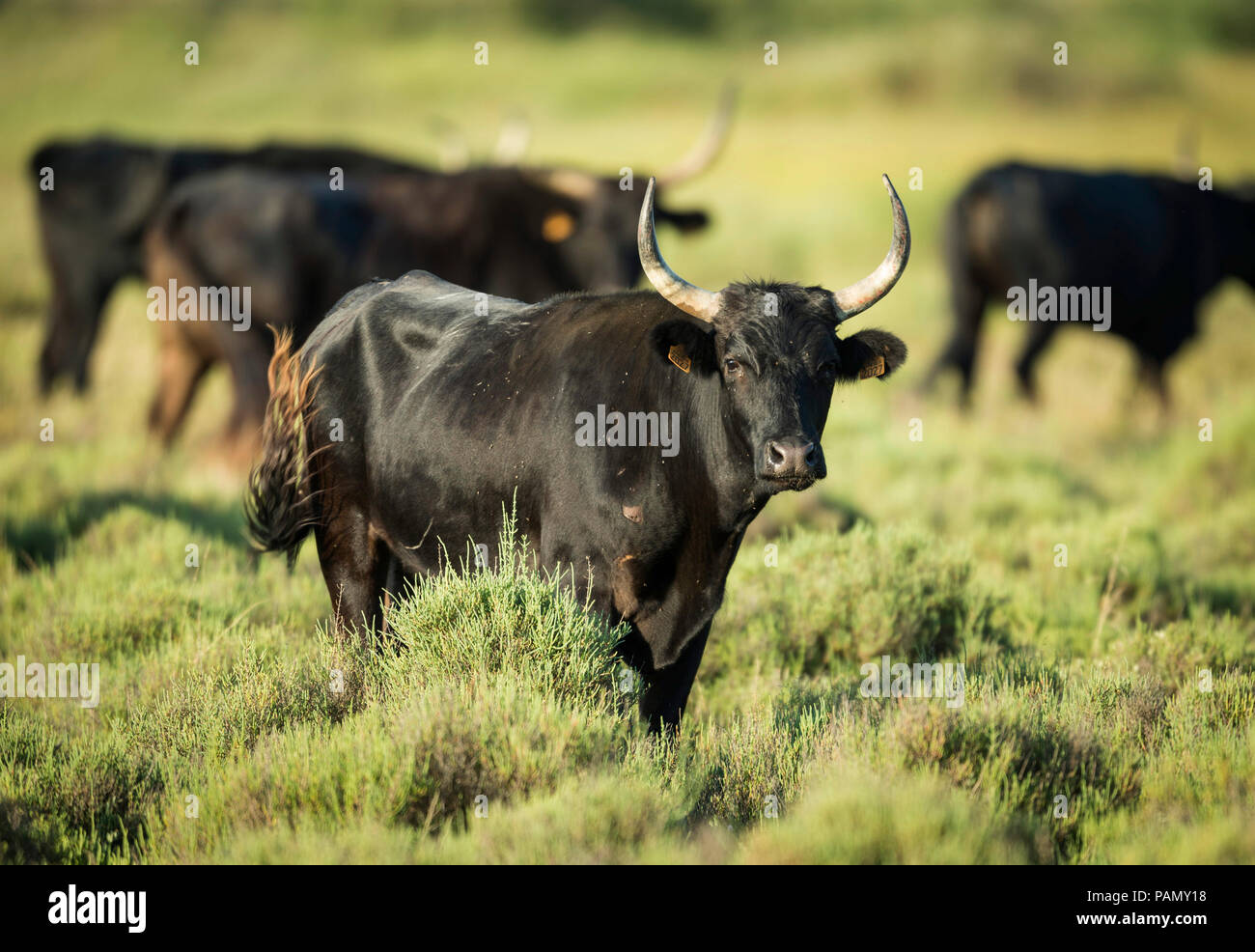 Camargue Vieh. Stier stehen auf einer Weide. Camargue, Frankreich Stockfoto