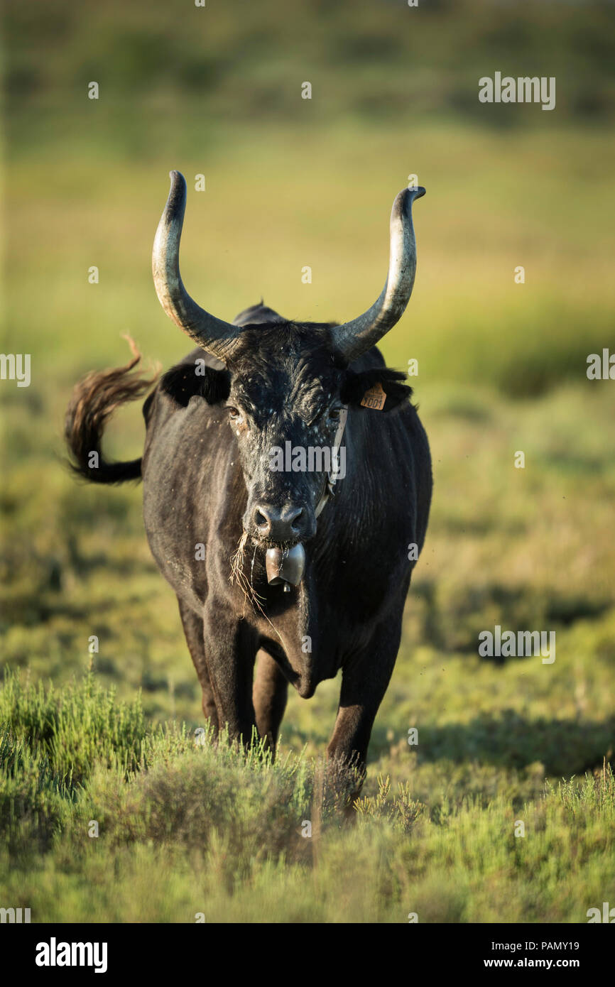 Camargue Vieh. Stier stehen auf einer Weide. Camargue, Frankreich Stockfoto