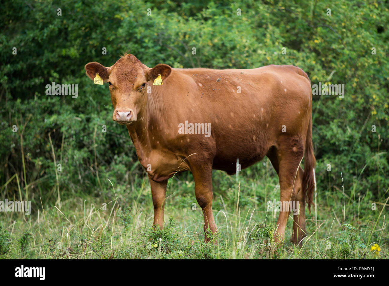 Deutsch Angus Rinder. Erwachsene stehen auf einer Weide. Deutschland Stockfoto