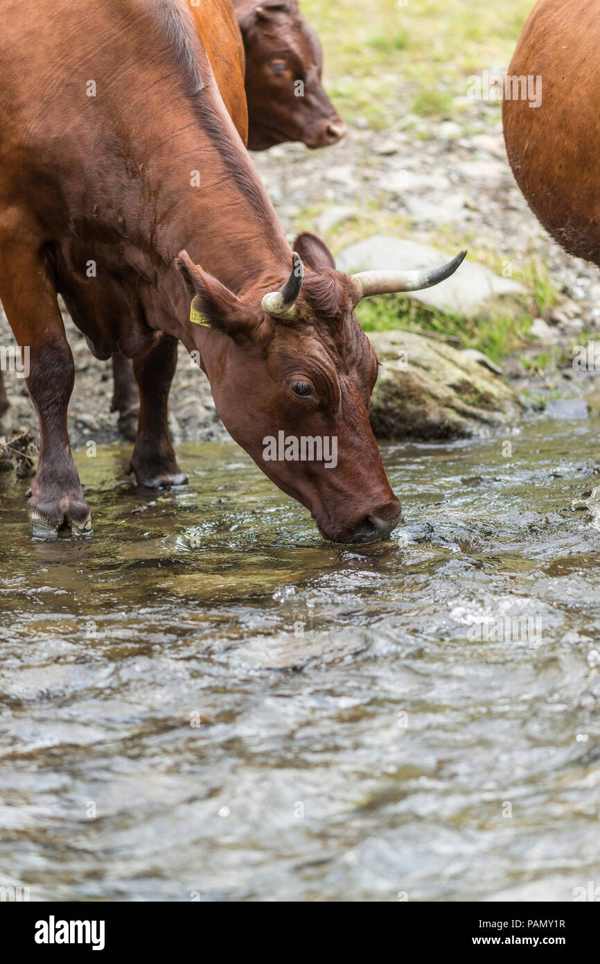 Harzer Rotvieh. Kuh trinken aus einem Stream. Deutschland. Stockfoto