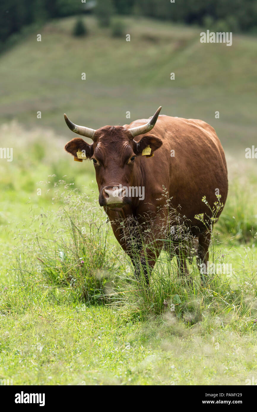 Harzer Rotvieh. Kuh auf der Weide. Deutschland. Stockfoto