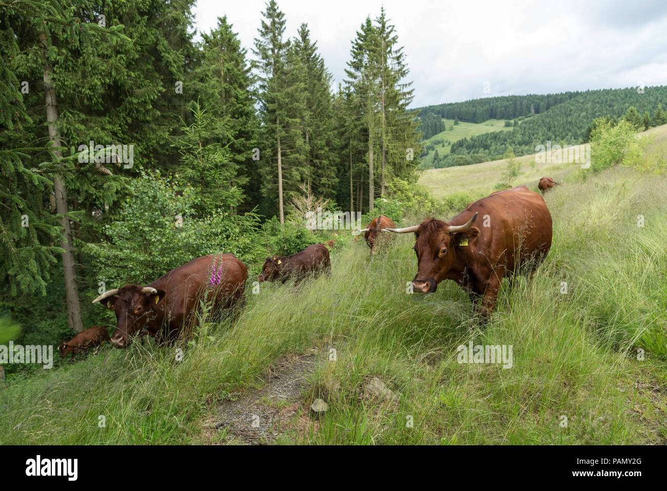 Harzer Rotvieh. Kleine Herde auf der Weide neben einem Wald. Deutschland. Stockfoto