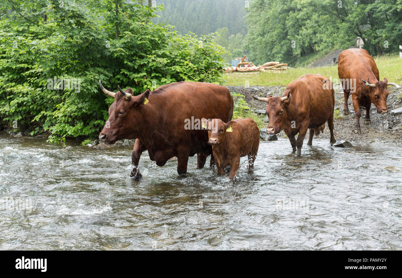 Harzer Rotvieh. Kleine Herde überquert einen Stream. Deutschland. Stockfoto