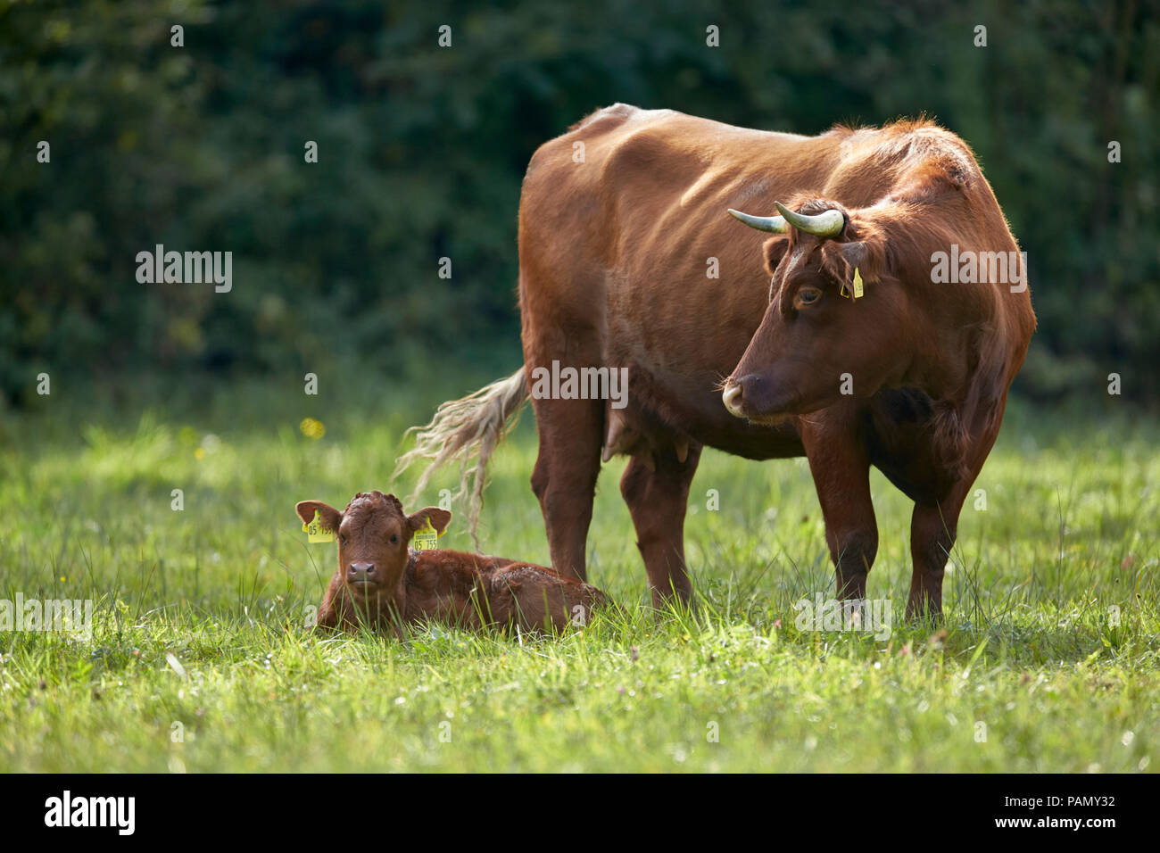 Glan Vieh. Kuh und Kalb auf einer Weide. Deutschland. Stockfoto
