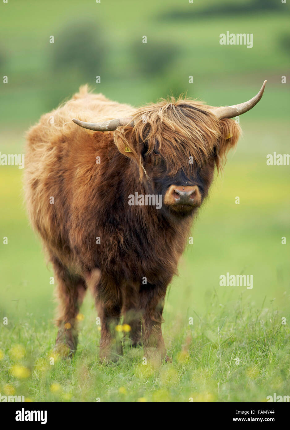 Highland Cattle. Einzelnen stehen auf einer Weide. Deutschland Stockfoto