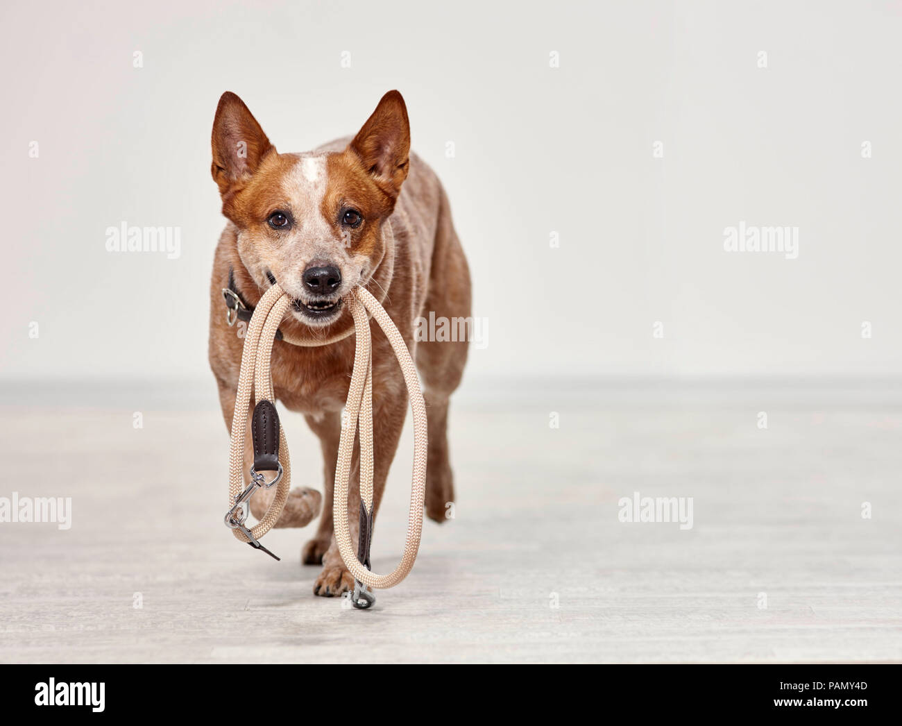 Australian Cattle Dog trägt eine Leine im Maul. Deutschland.. Stockfoto