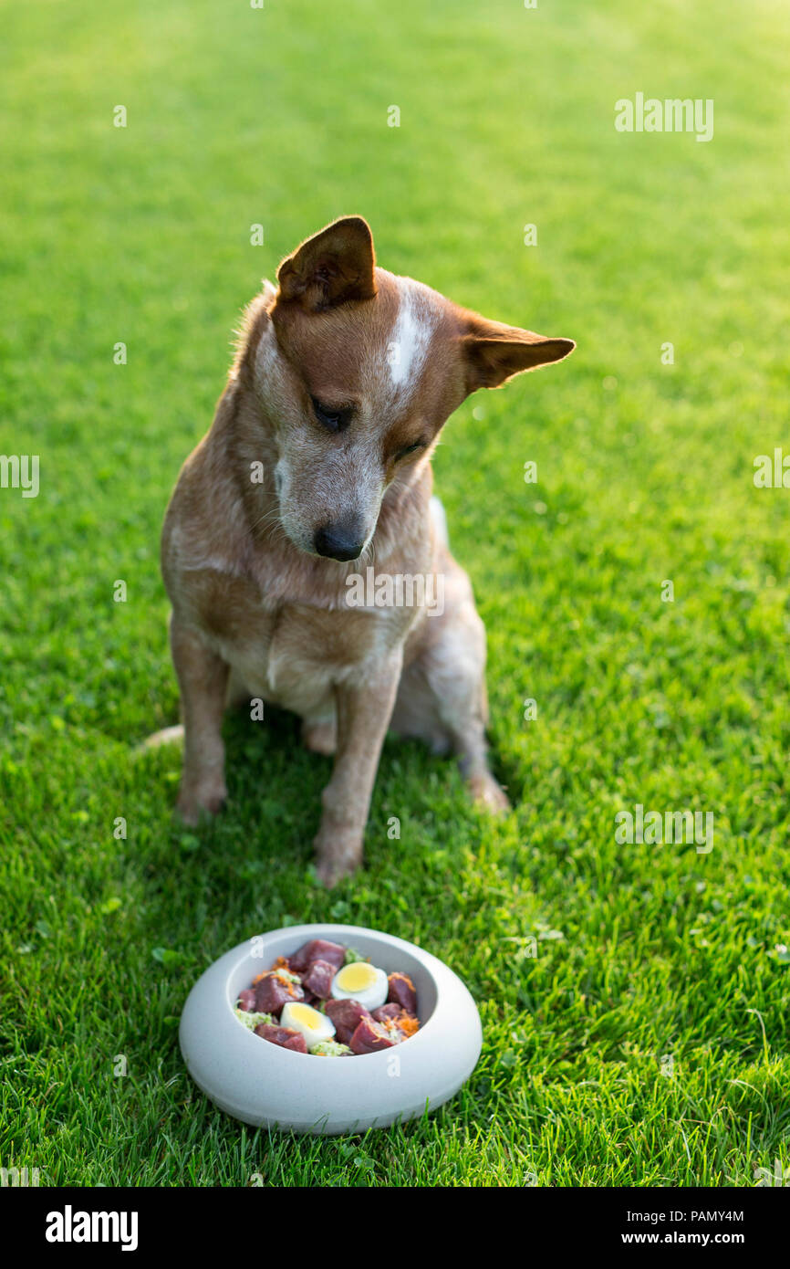 Australian Cattle Dog vor der Futterschüssel mit rohen Lebensmitteln gefüllt. Deutschland.. Stockfoto