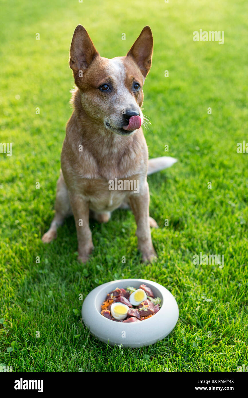 Australian Cattle Dog vor der Futterschüssel mit rohen Lebensmitteln gefüllt. Deutschland.. Stockfoto