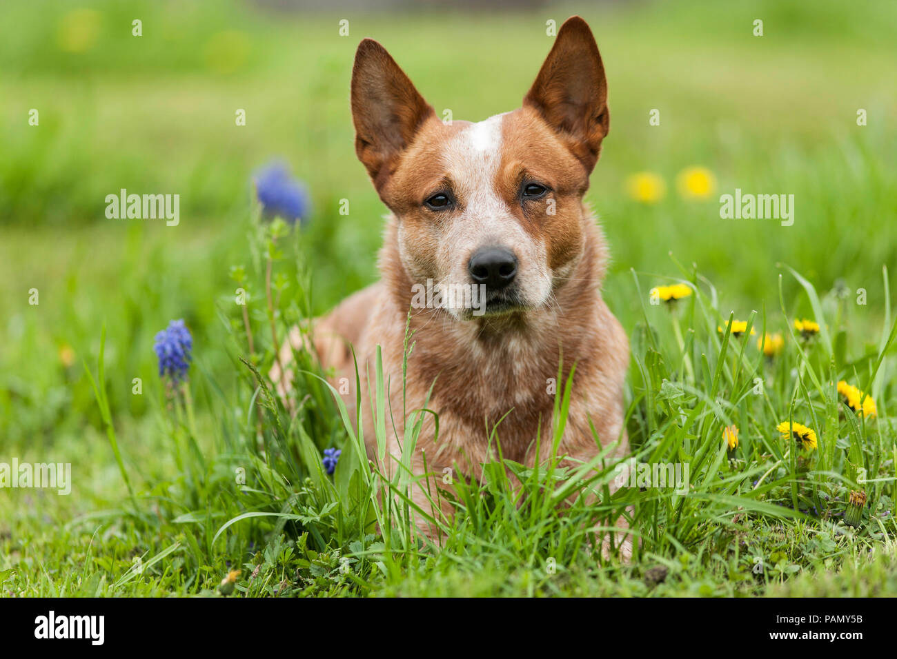 Australian Cattle Dog liegt in einer blühenden Wiese. Deutschland.. Stockfoto