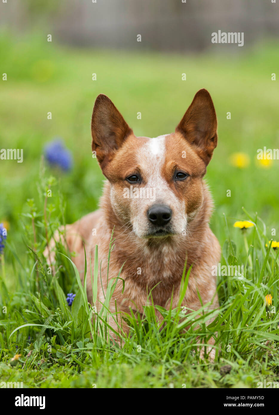 Australian Cattle Dog liegt in einer blühenden Wiese. Deutschland.... Stockfoto