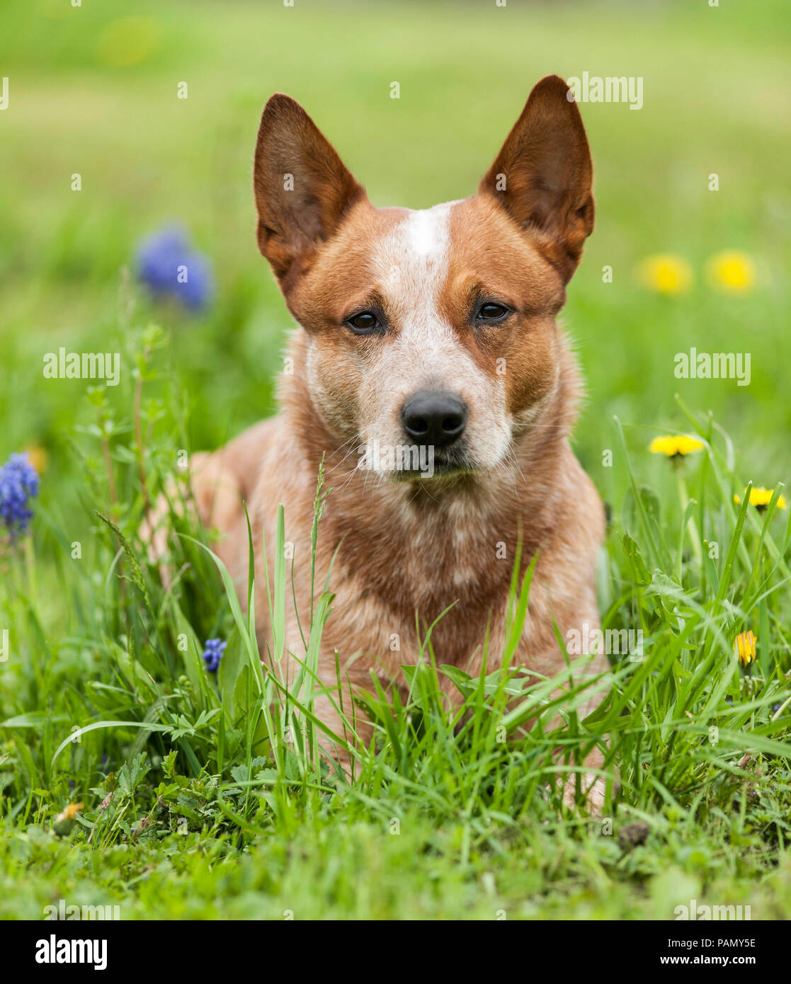 Australian Cattle Dog liegt in einer blühenden Wiese. Deutschland.. Stockfoto