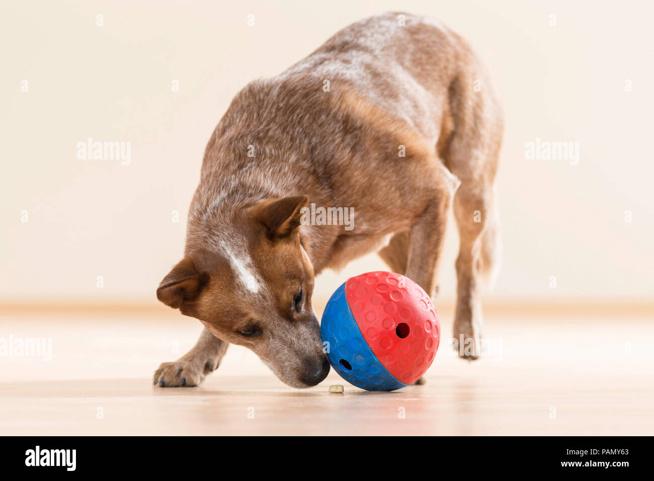 Australian Cattle Dog spielen mit einem Dispenser ball behandeln. Deutschland.. Stockfoto