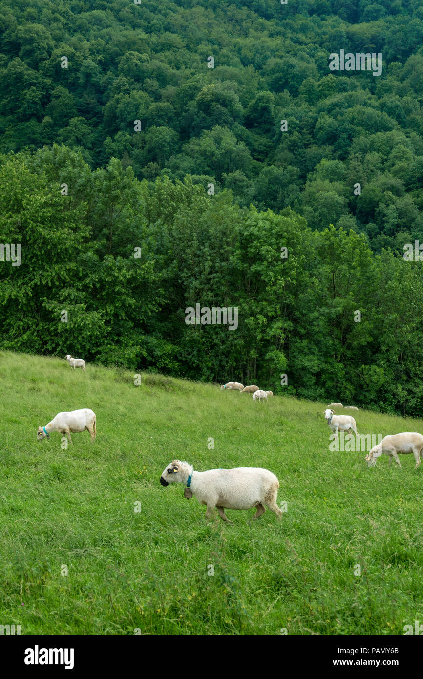 Schafe auf der Alp in Südfrankreich, in der Region Ariège Stockfoto