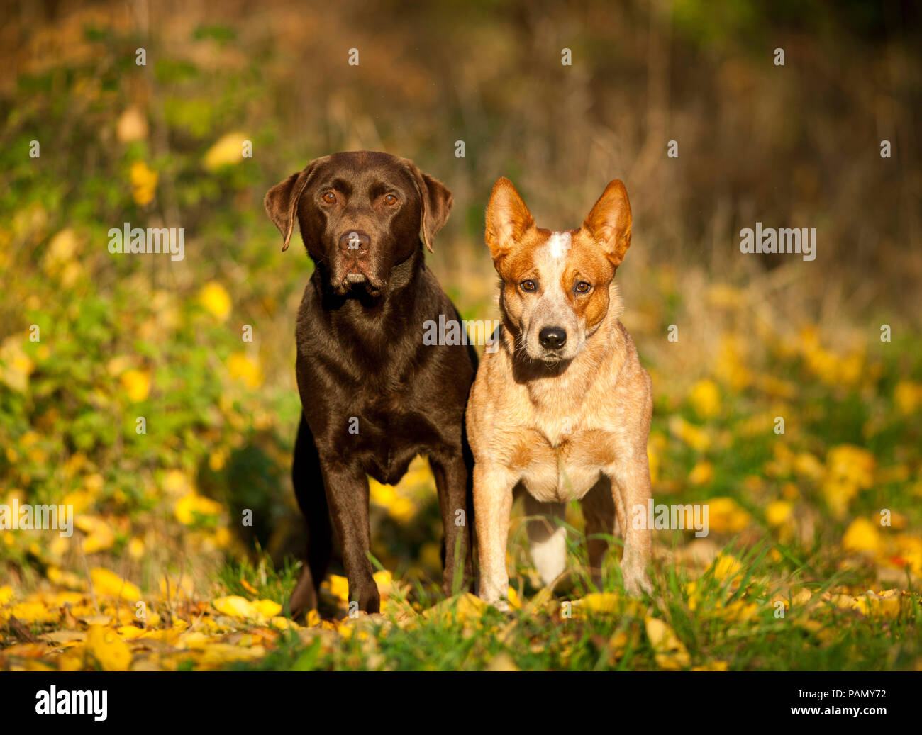 Labrador Retriever und Australian Cattle Dog. Zwei Erwachsene nebeneinander stehen auf einer Wiese im Herbst. Deutschland. Stockfoto