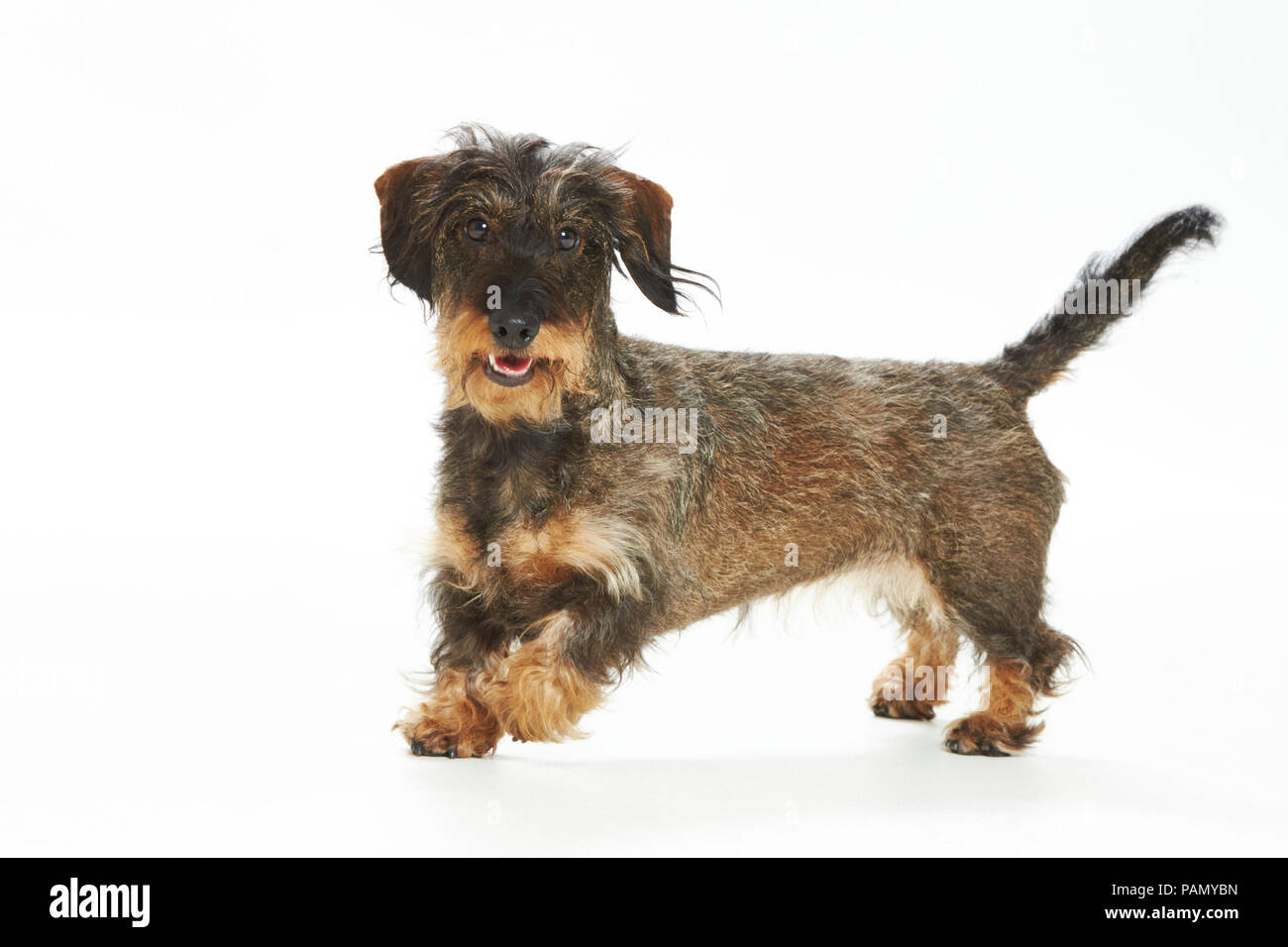 Wire-haired Dackel. Erwachsener Hund läuft. Studio Bild vor einem weißen Hintergrund. Deutschland Stockfoto