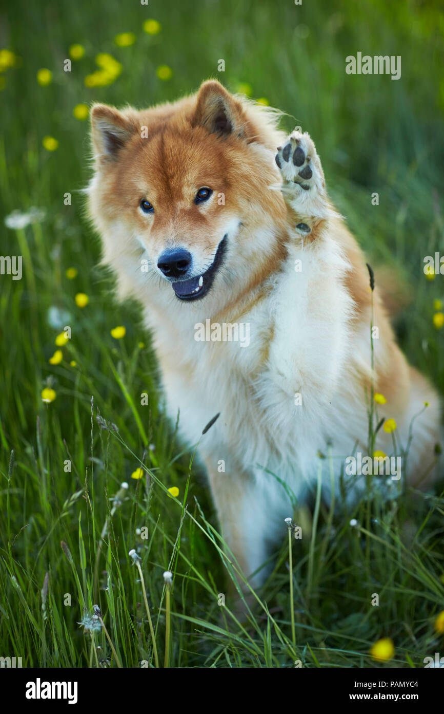 Eurasier, Eurasien. Erwachsener Hund sitzt auf einer Wiese, mit vorderpfote angehoben. Deutschland Stockfoto