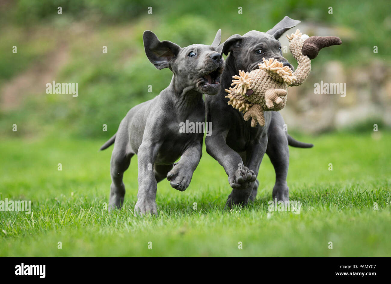 Dogge. Zwei Welpen zerren an einen Plüsch Spielzeug. Deutschland Stockfoto