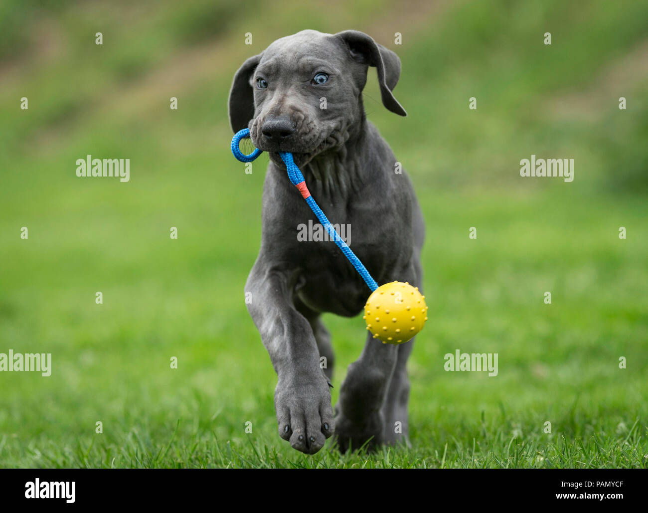 Dogge. Welpen spielen mit einem Ball auf eine Zeichenkette. Deutschland. Stockfoto