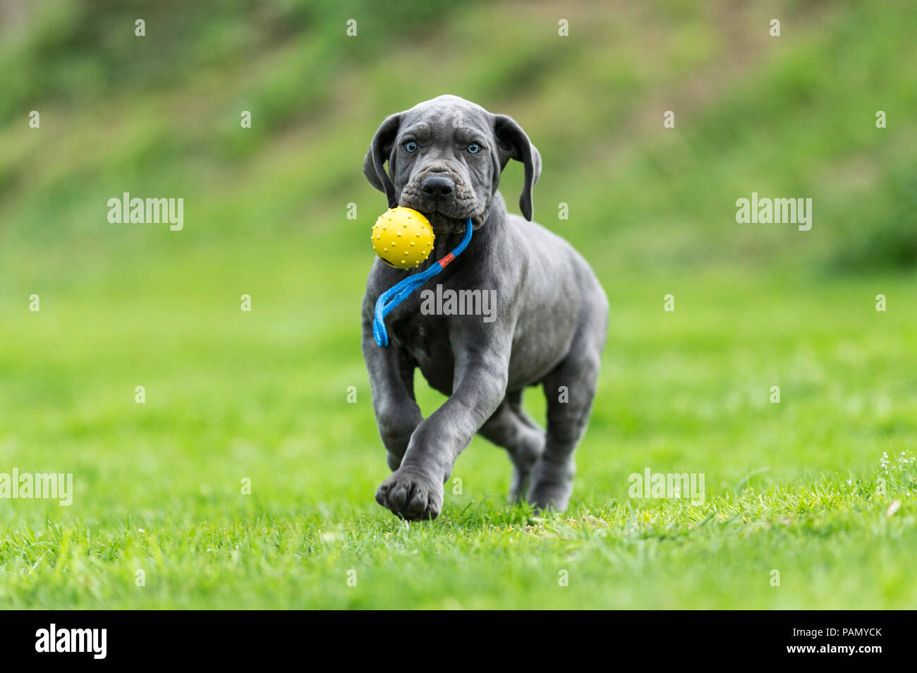 Dogge. Welpen spielen mit einem Ball auf eine Zeichenkette. Deutschland. Stockfoto