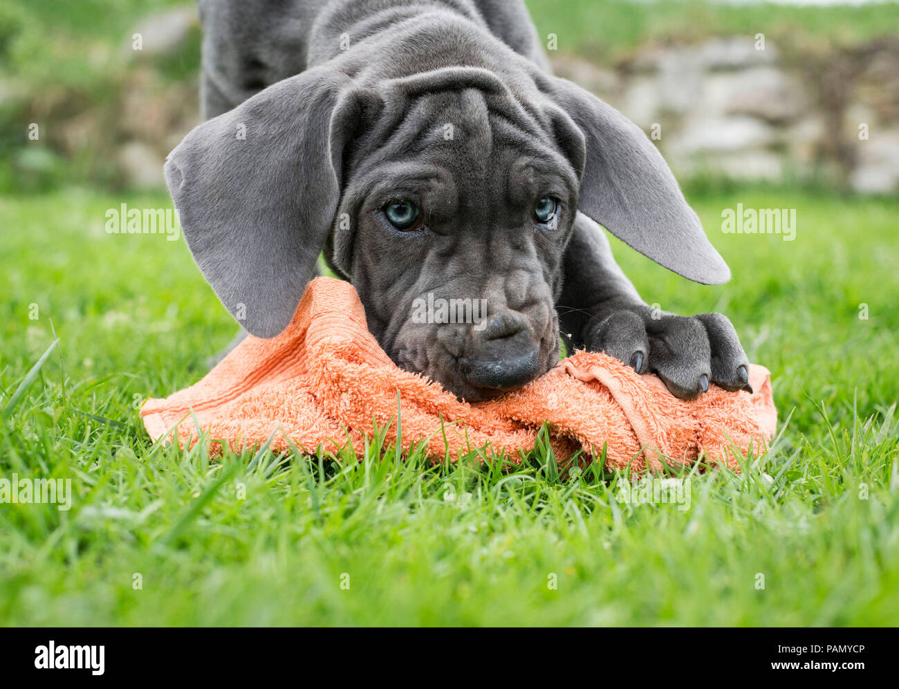 Dogge. Welpen spielen mit einer verknoteten Handtuch. Deutschland. Stockfoto