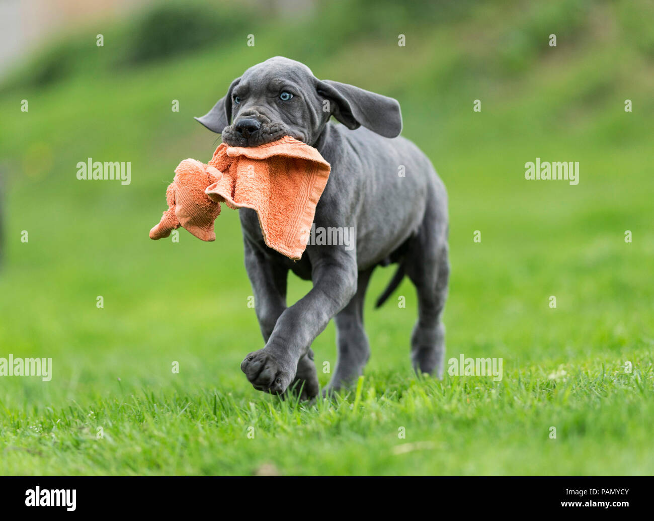 Dogge. Welpen spielen mit einer verknoteten Handtuch. Deutschland. Stockfoto