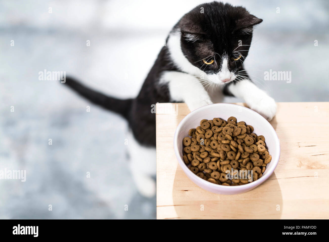 Junge Hauskatze stehlen Essen vom Tisch. Deutschland. Stockfoto