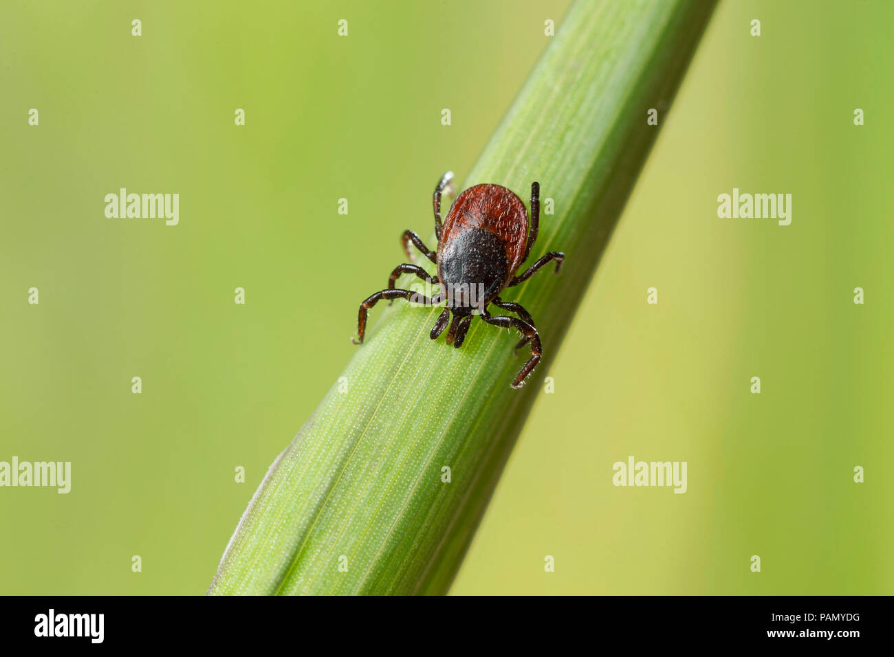 Castor Bean Zecke (Ixodes ricinus) auf einem Grashalm. Deutschland Stockfoto