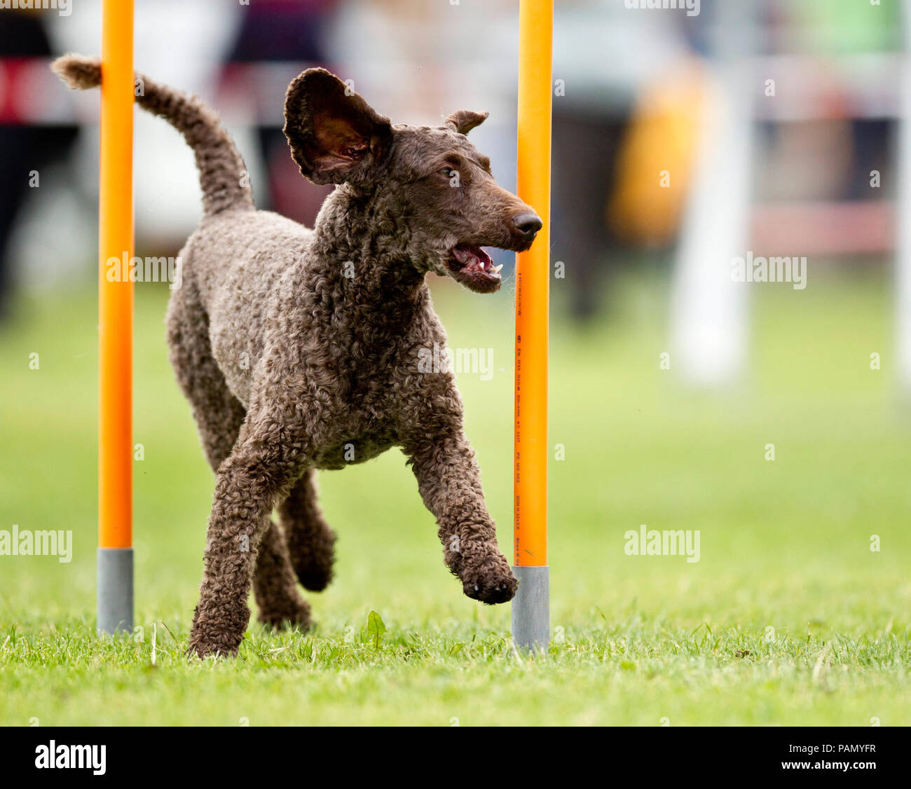 Standard Pudel. Nach Demonstration schnell Webart Pole in ein Hindernis Kurs Stockfoto