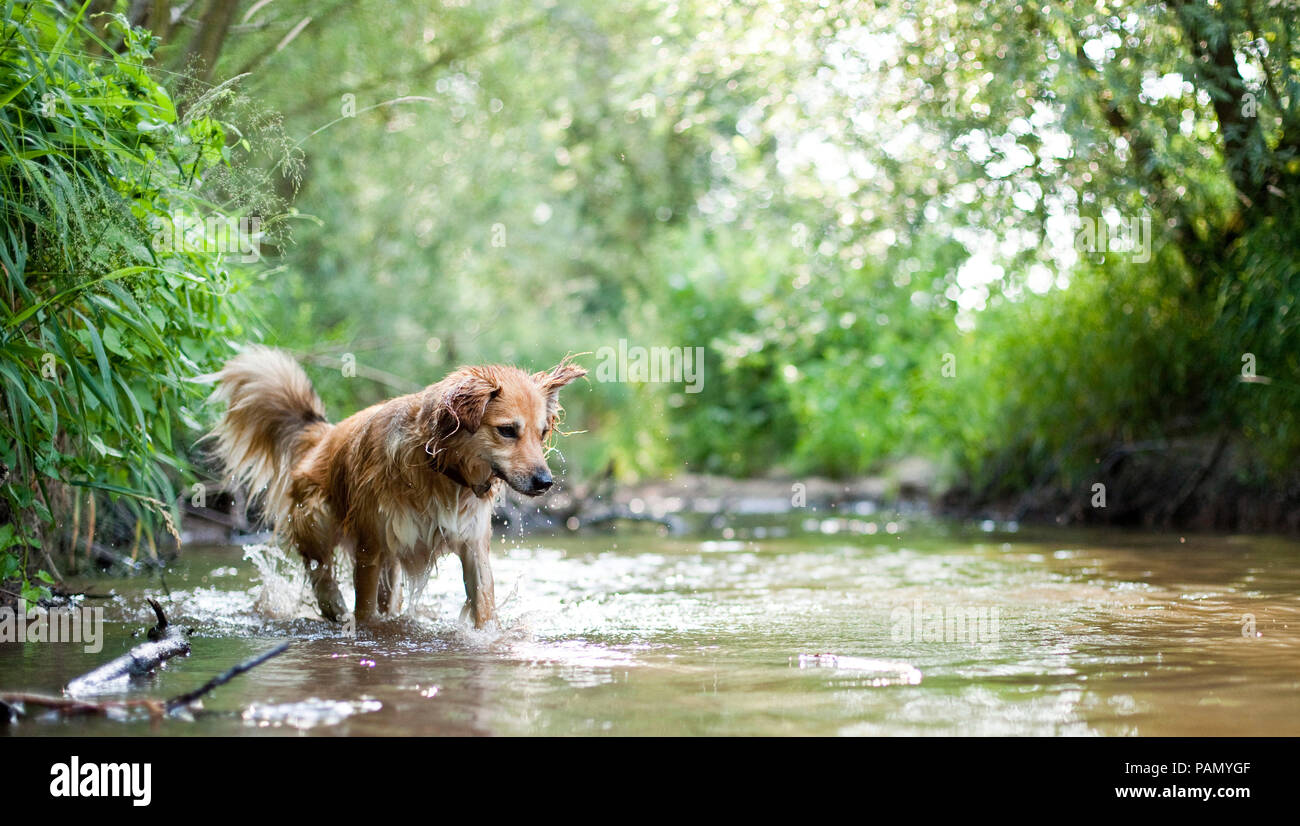 Mischlingen. Erwachsener Hund im flachen Wasser läuft. Deutschland Stockfoto