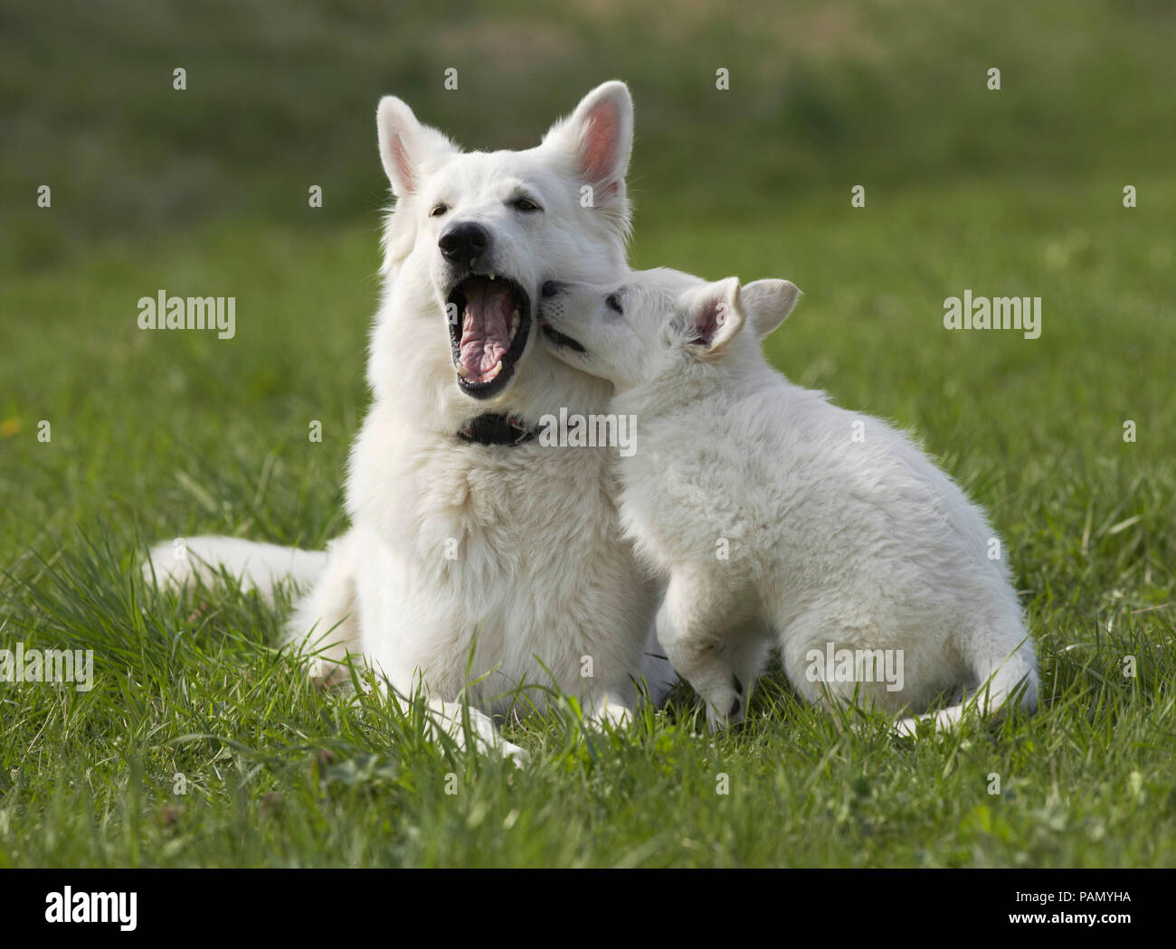 Weisser Schweizer Schäferhund. Welpen spielen mit Erwachsenen auf einer Wiese. Deutschland Stockfoto