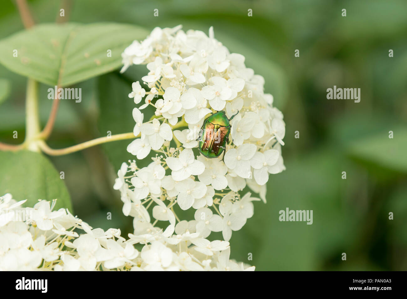 Grüne Käfer auf den Blütenblättern weiße Hortensien für viele Arten diese Käfer charakteristischen hellen metallischen Farbe. Grüne Käfer auf weiße Blume. Stockfoto