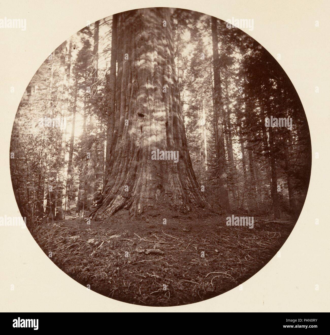 Empire State. C. in Grove. Artist: Carleton E. Watkins (American, 1829-1916). Abmessungen: Bild: 12,5 x 12,5 cm (4 15/16 x 4 15/16 in.), Circular Album Seite: 24 x 25,1 cm (9 5/6 x 9 7/8 in.). Datum: Ca. 1878. Dieses außergewöhnlich seltene untitled Album verfügt über 73 Runden - Format Ansichten 17 Jahre nach Watkins zuerst an Mariposa Grove und Yosemite fotografiert. Die Hälfte der Fotografien sind Studien der großen Sequoia Bäumen in der Calaveras Grove, die andere Hälfte sind Landschaften von Yosemite. Watkins verwendet eine Stereokamera mit überdimensionalen Platten dann die Negative während des Druckens maskiert Stockfoto