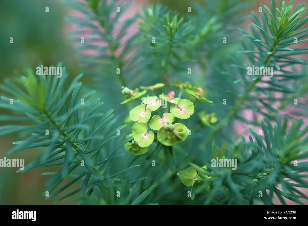 Euphorbia Cyparissias Stockfoto