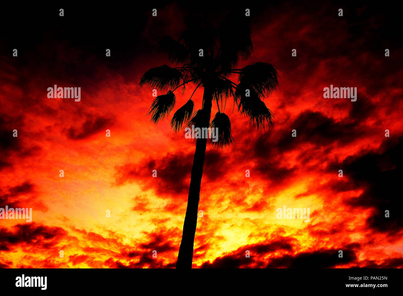 Die Sonne hinter eine königliche König Palme in Florida, USA. Stockfoto