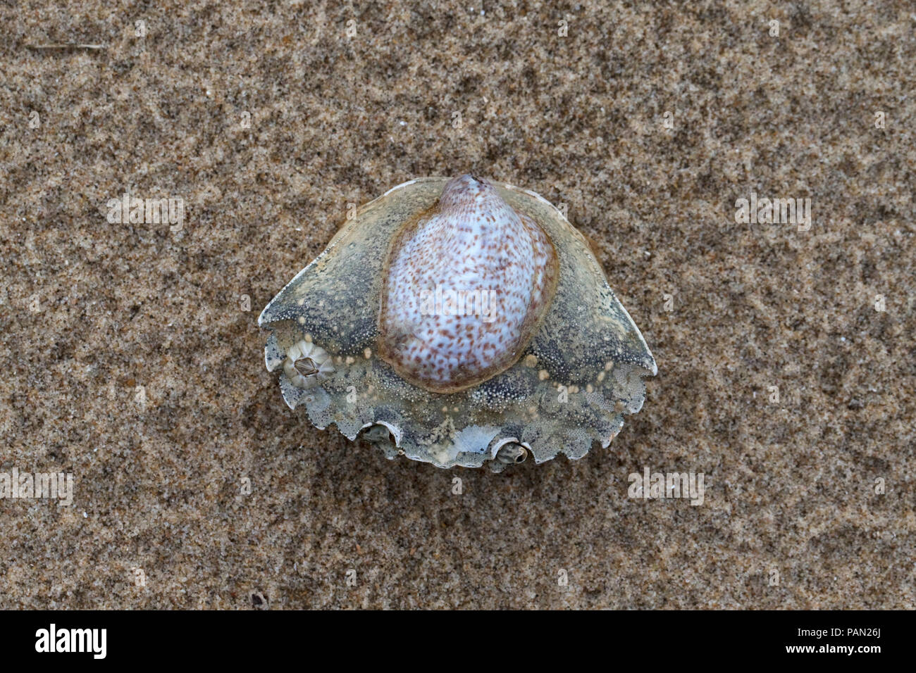Slipper Limpet (Crepidula fornicata) Stockfoto