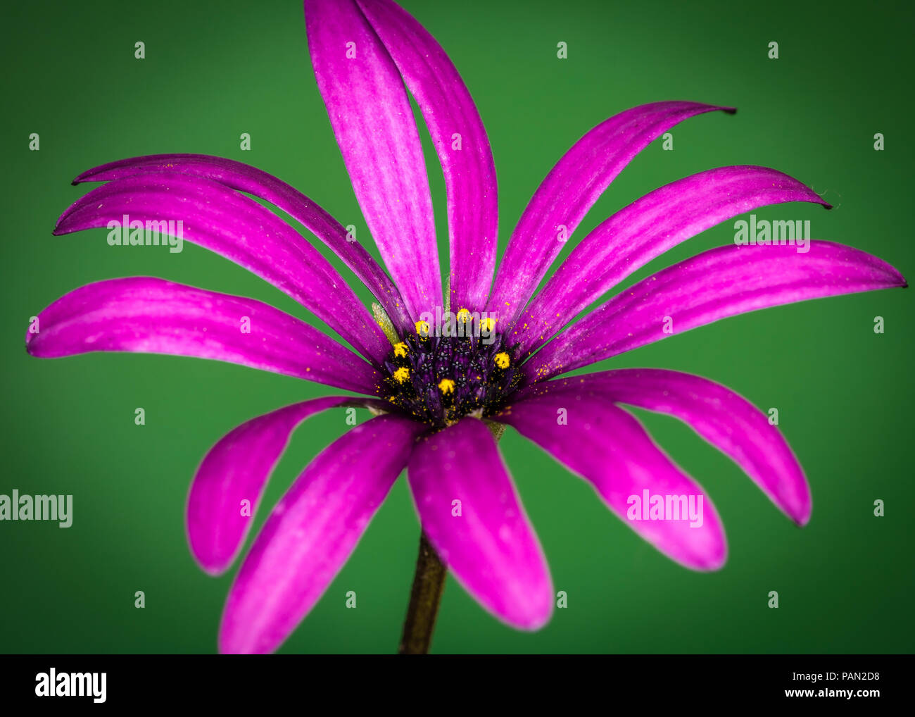 Schöne rote Blume Nahaufnahme und Isoliert Stockfoto