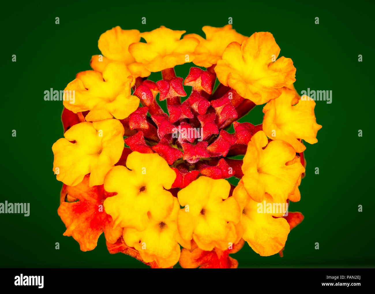 Rote und gelbe Blume Details in Nahaufnahme Stockfoto