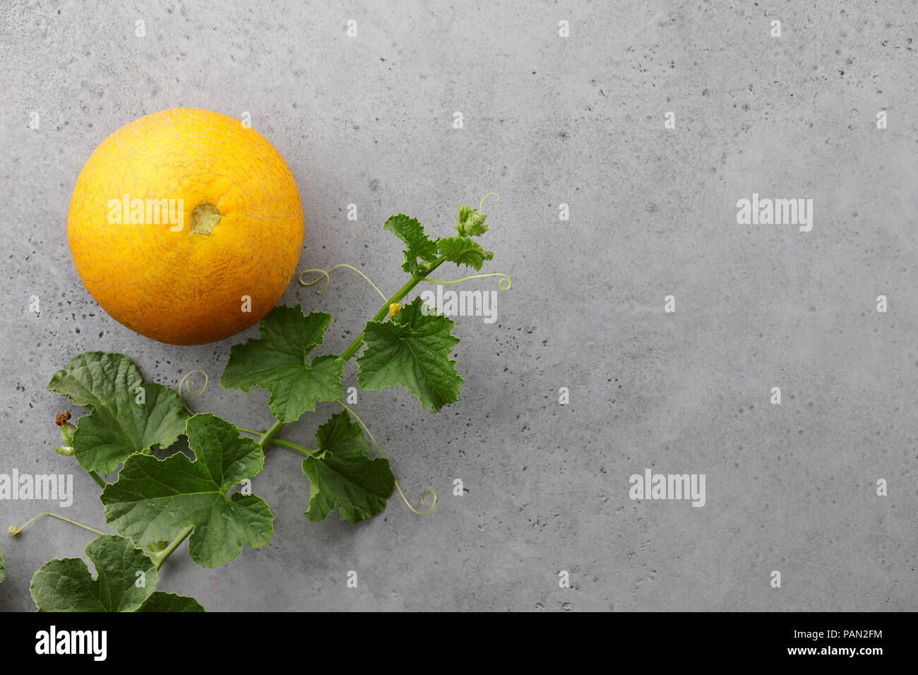 Frische gelb Melone und blühenden Reben auf grauem Hintergrund Stockfoto