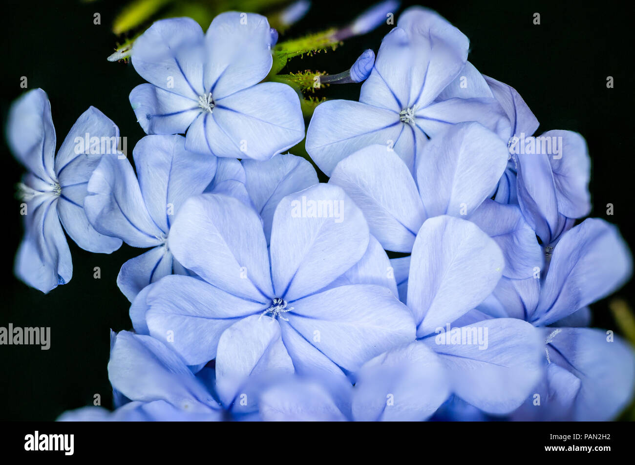 Blaue Blume Nahaufnahme und Fokus gestapelt Stockfoto