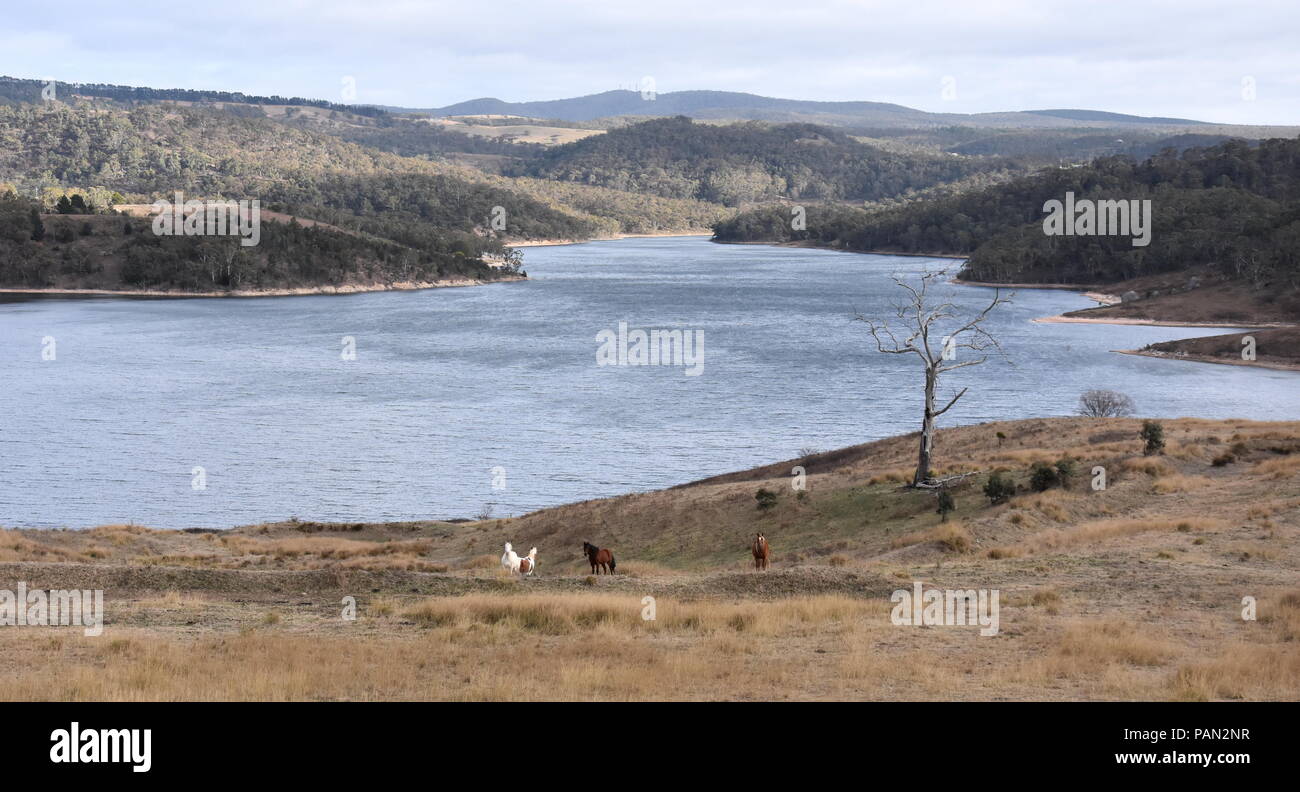 Lake Lyell mit Coxs Fluss an einem bewölkten Tag im Winter. Pferde auf dem Gebiet der Gras. Stockfoto