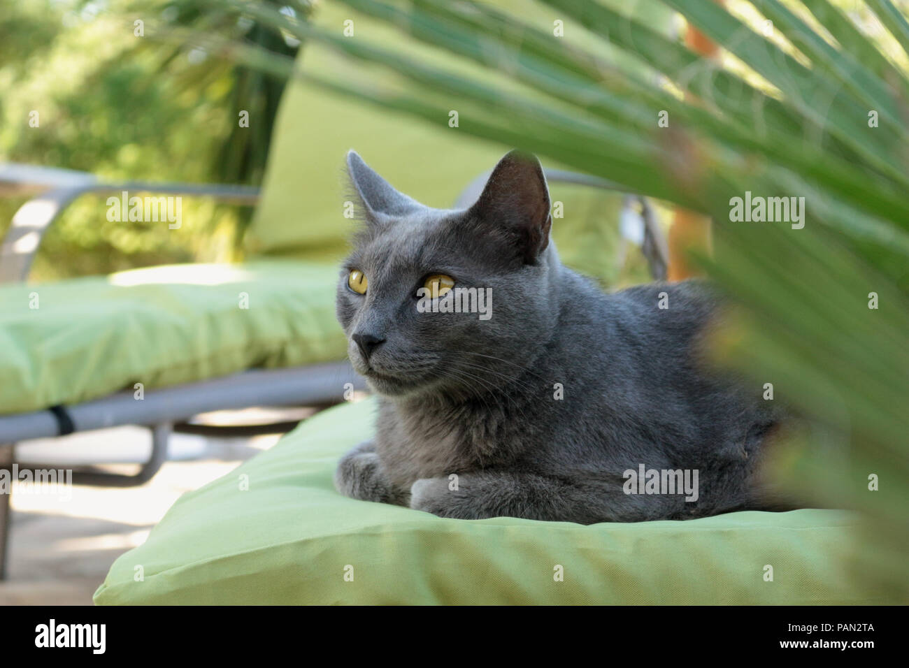 Blaue Katze lag auf einem grünen Kissen im Garten Stockfoto