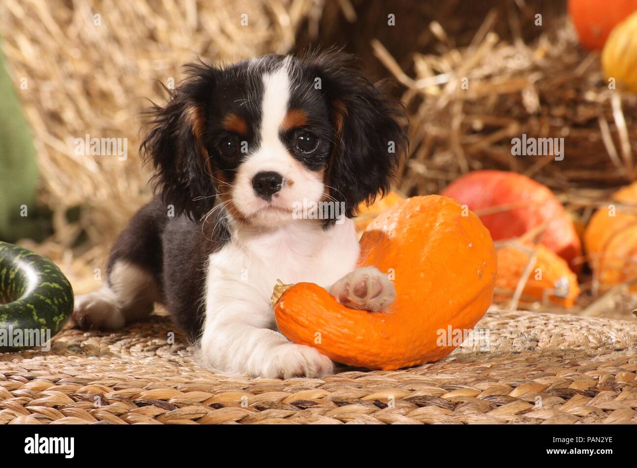 Cavalier King Charles Welpen liegt zwischen pumkins Stockfoto