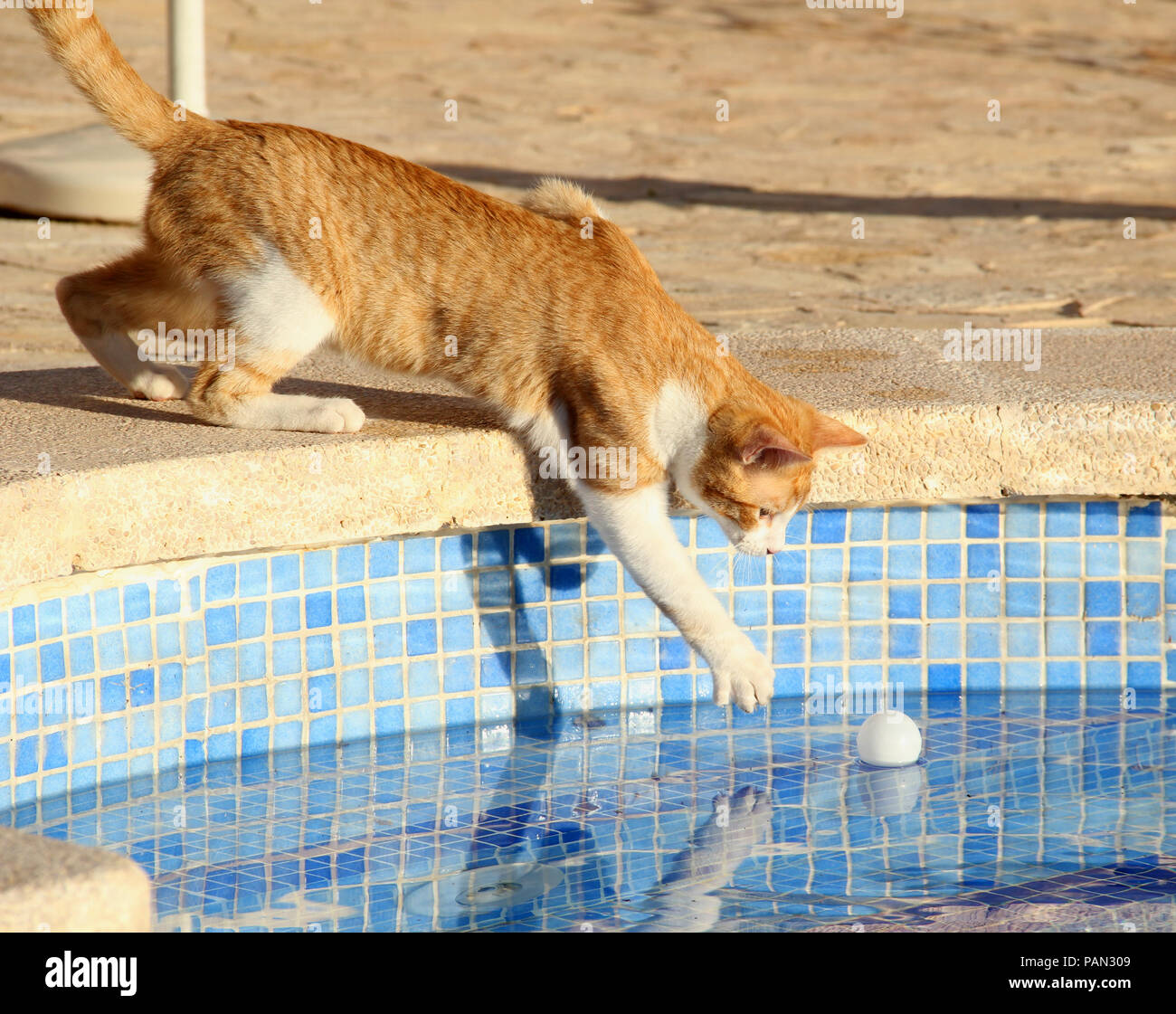 Hauskatze, Red Tabby White, die versuchen, einen Tischtennisball aus einem Pool zu fangen Stockfoto