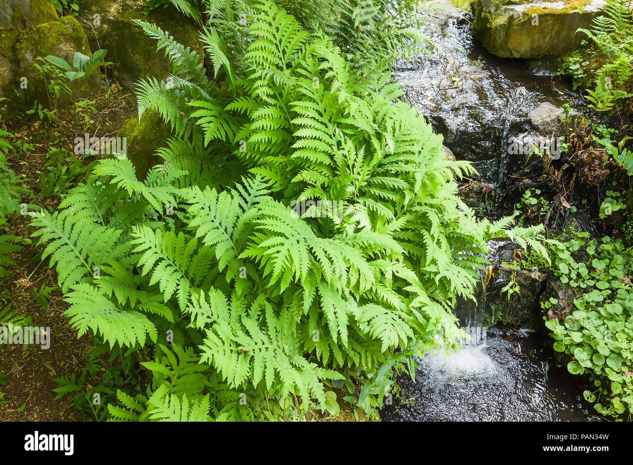 Chrysospplenium macrophyllum wächst an feuchten Orten im Juni neben einem natürlichen Strom des Wassers in einen Englischen Garten Stockfoto