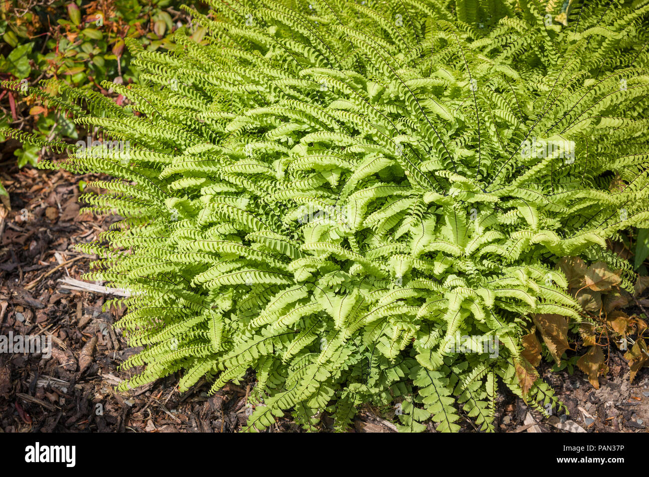 Adiantum pedatum in einem Englischen Garten wachsenden im Juni Stockfoto