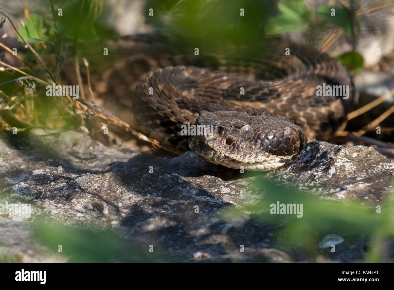 Frontale Aufnahme eines Klapperschlange, Crotalus horridus, zeigt Hitze sendernde Gruben und Nasenlöcher. Stockfoto