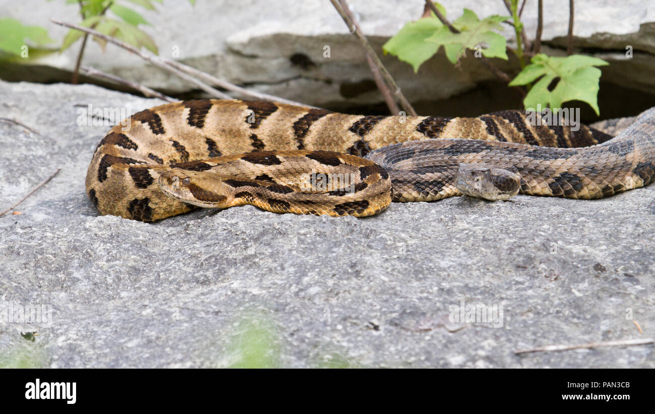 Zwei Klapperschlangen Crotalus horridus, die goldene und graue Farbphasen illustrieren. Stockfoto